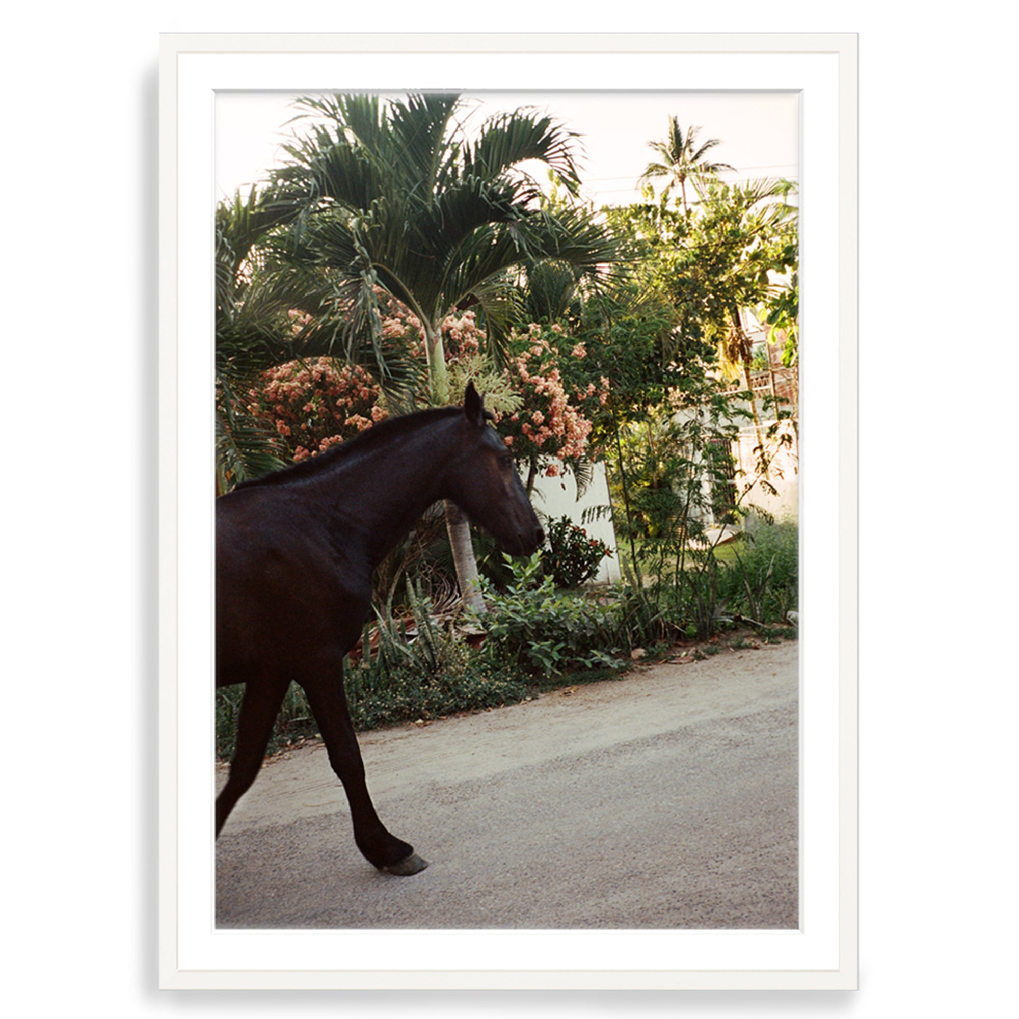 A Horse With No Name