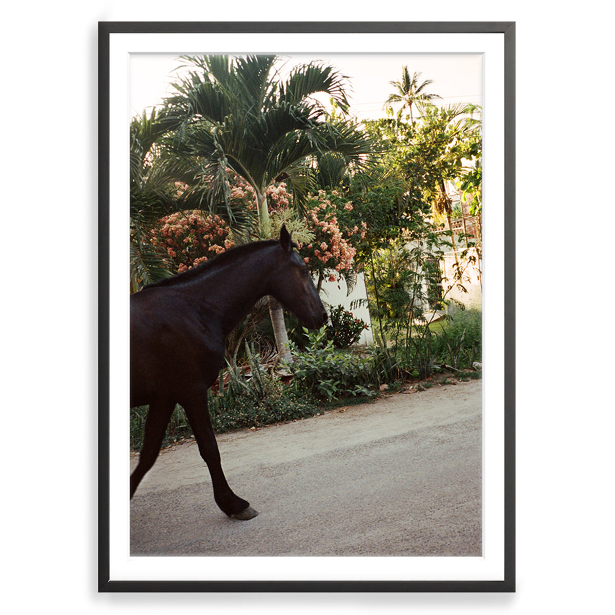 A Horse With No Name