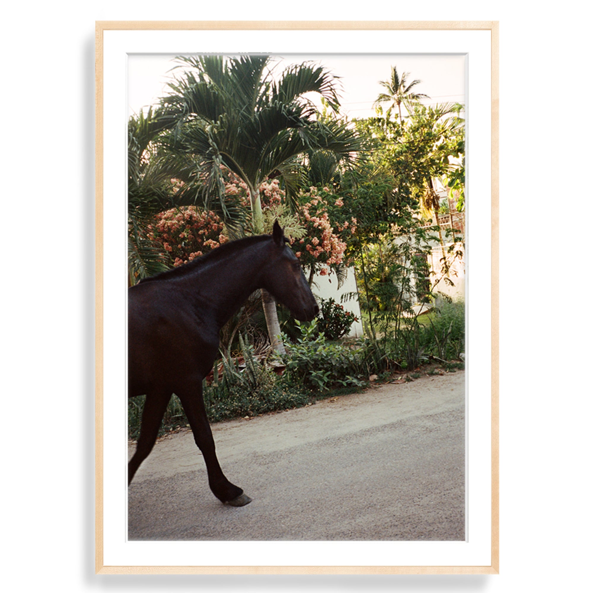 A Horse With No Name