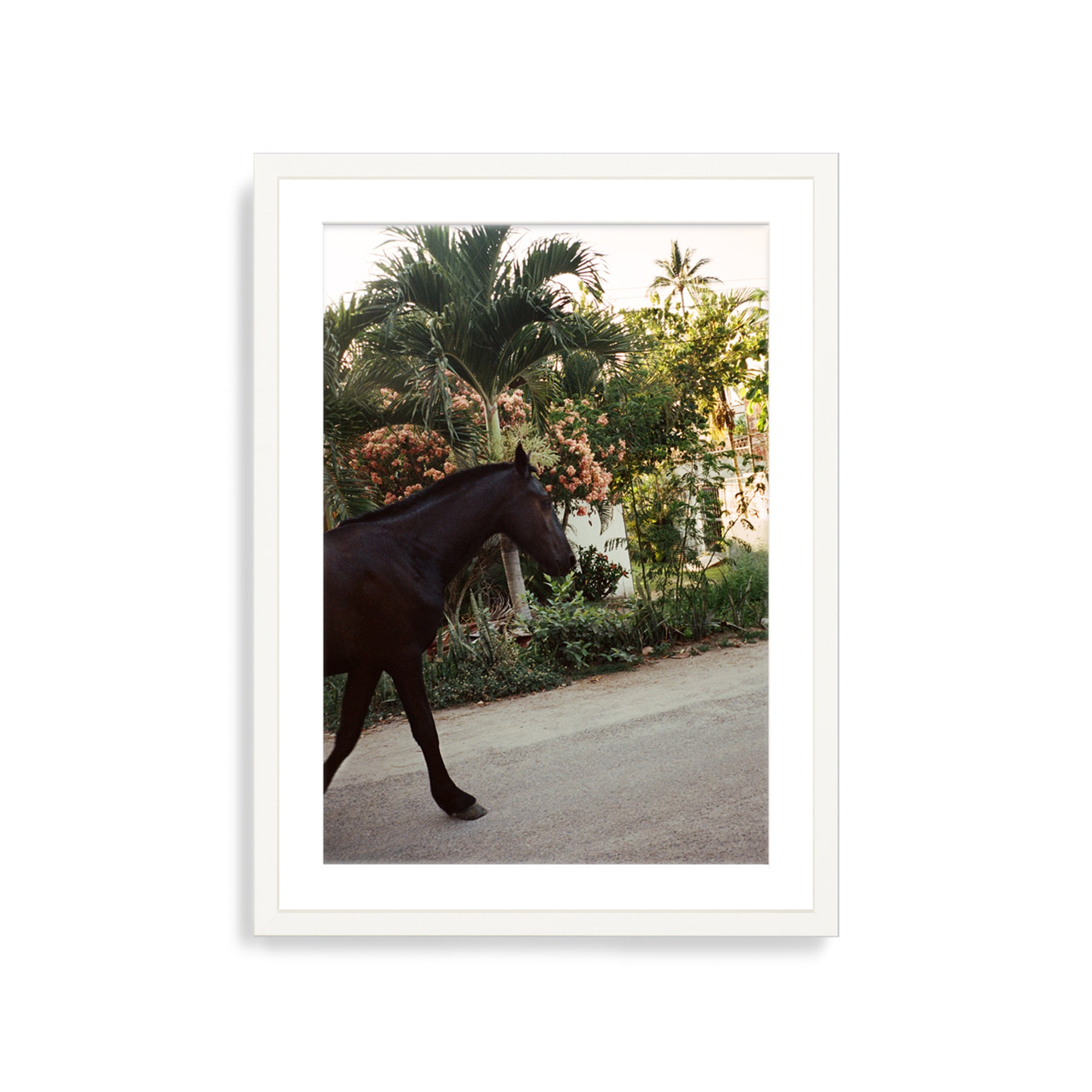 A Horse With No Name