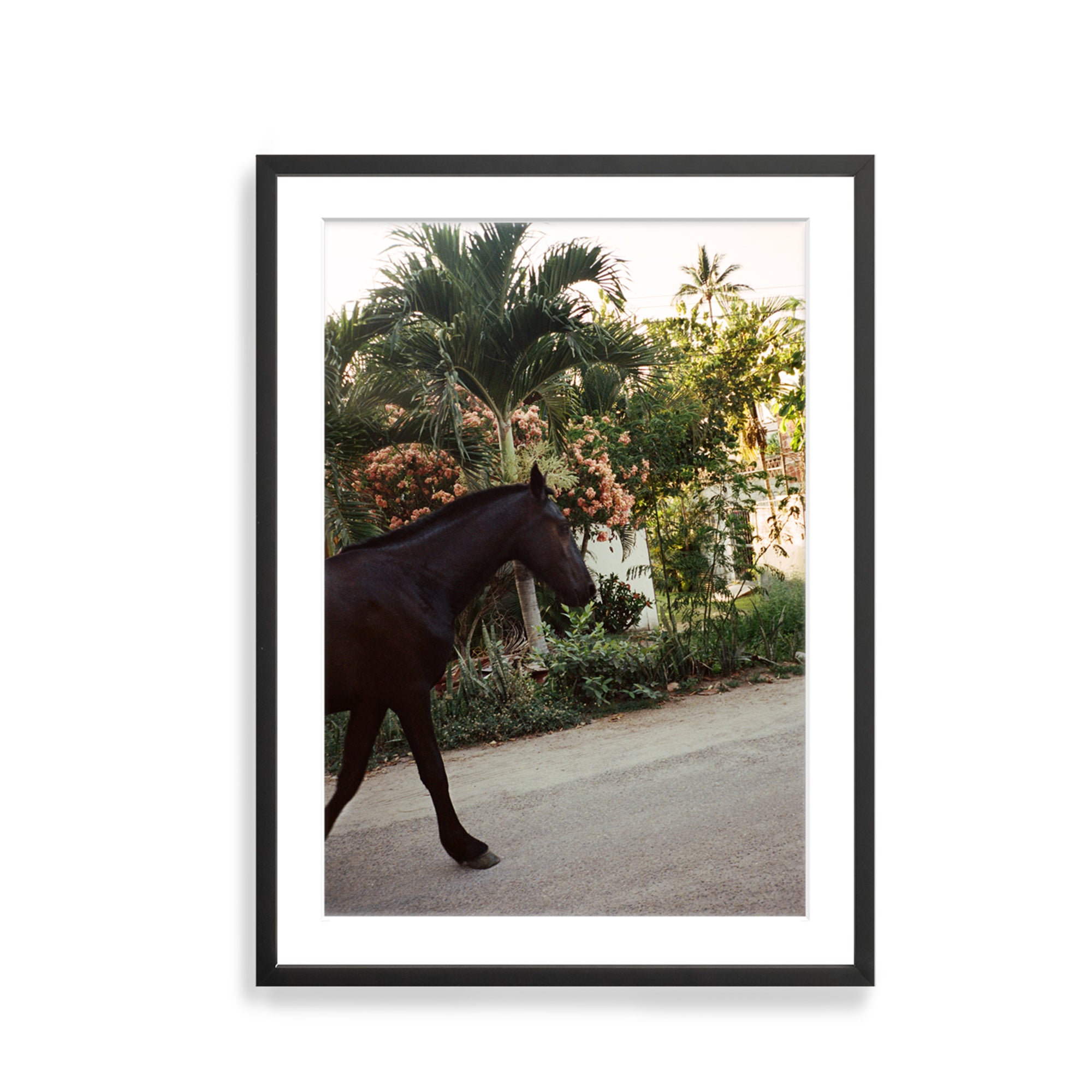 A Horse With No Name