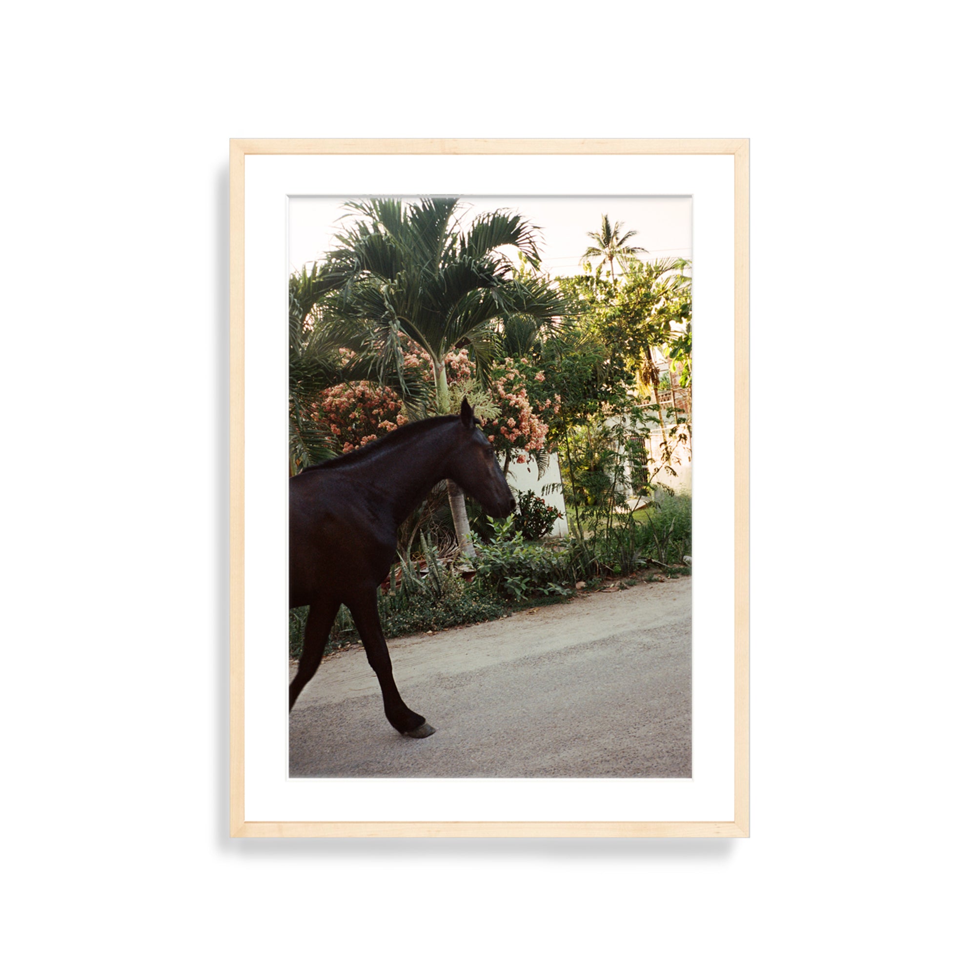 A Horse With No Name