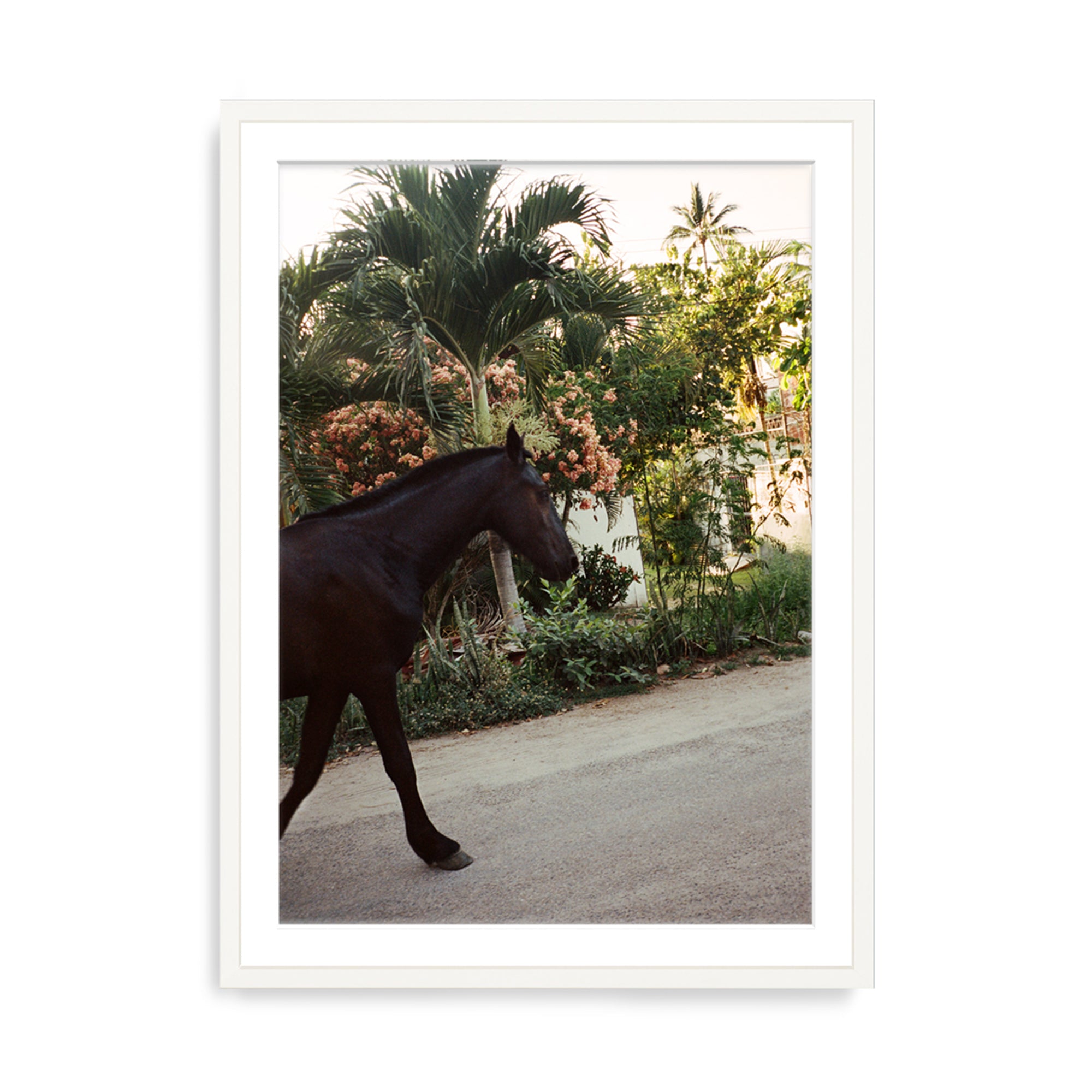 A Horse With No Name