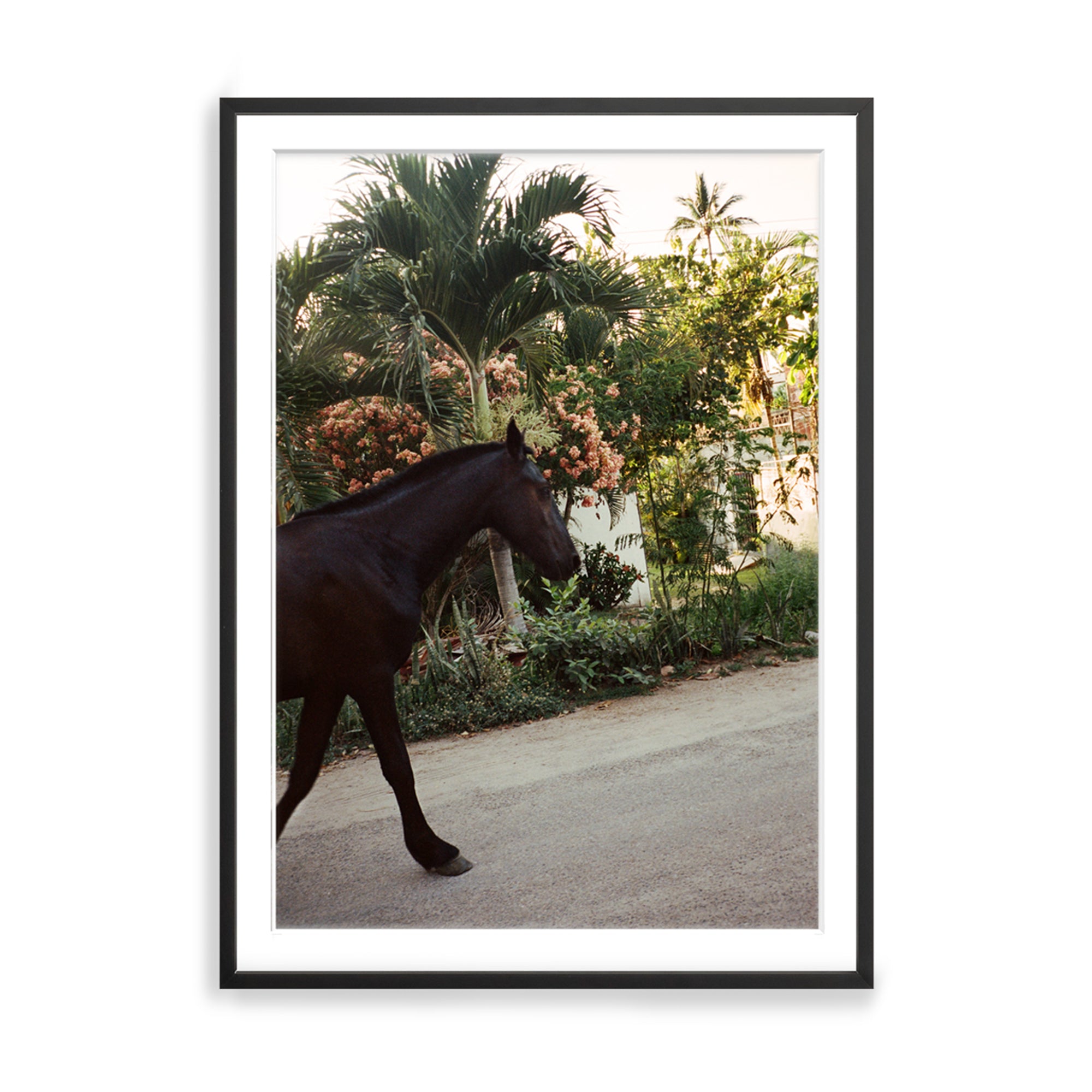 A Horse With No Name