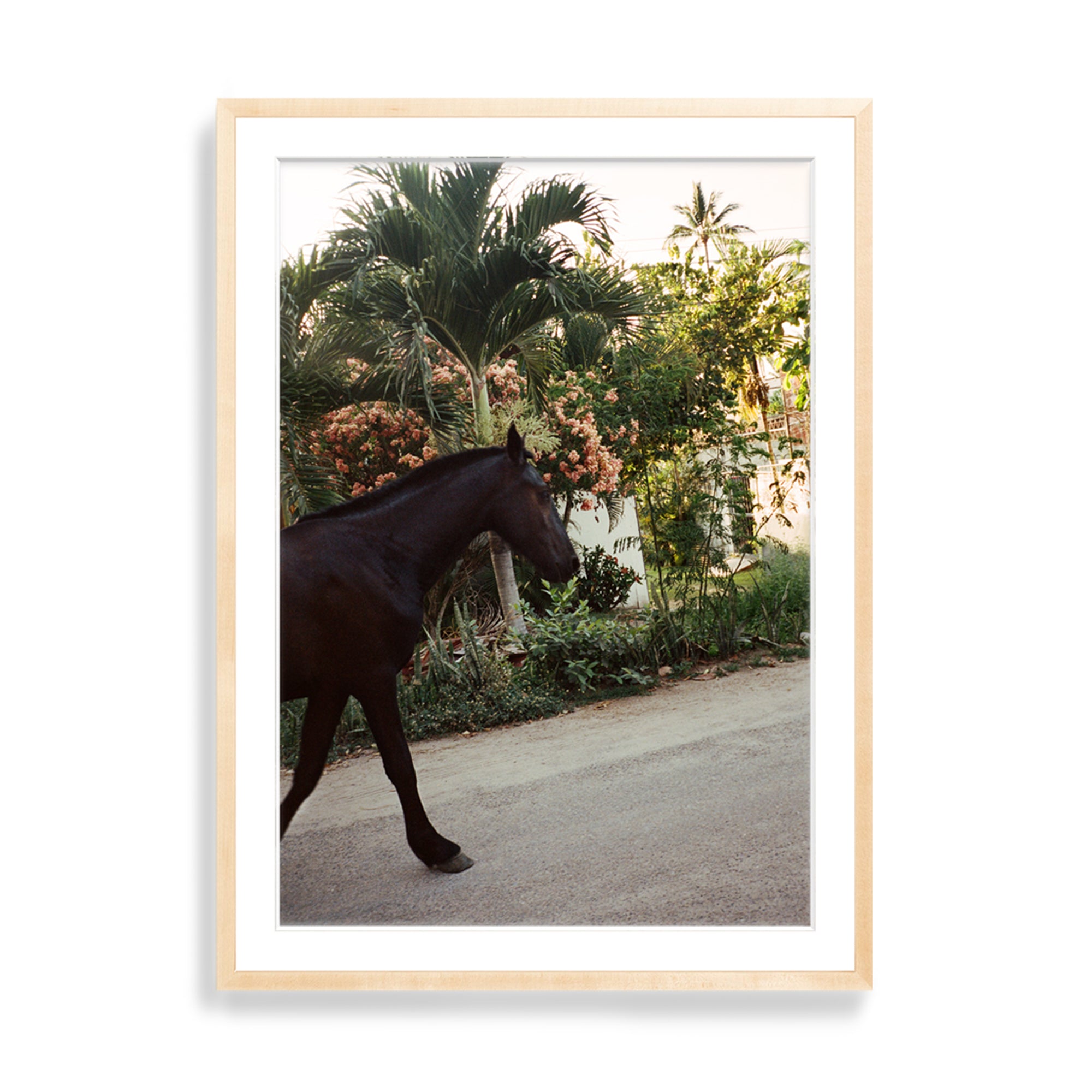 A Horse With No Name