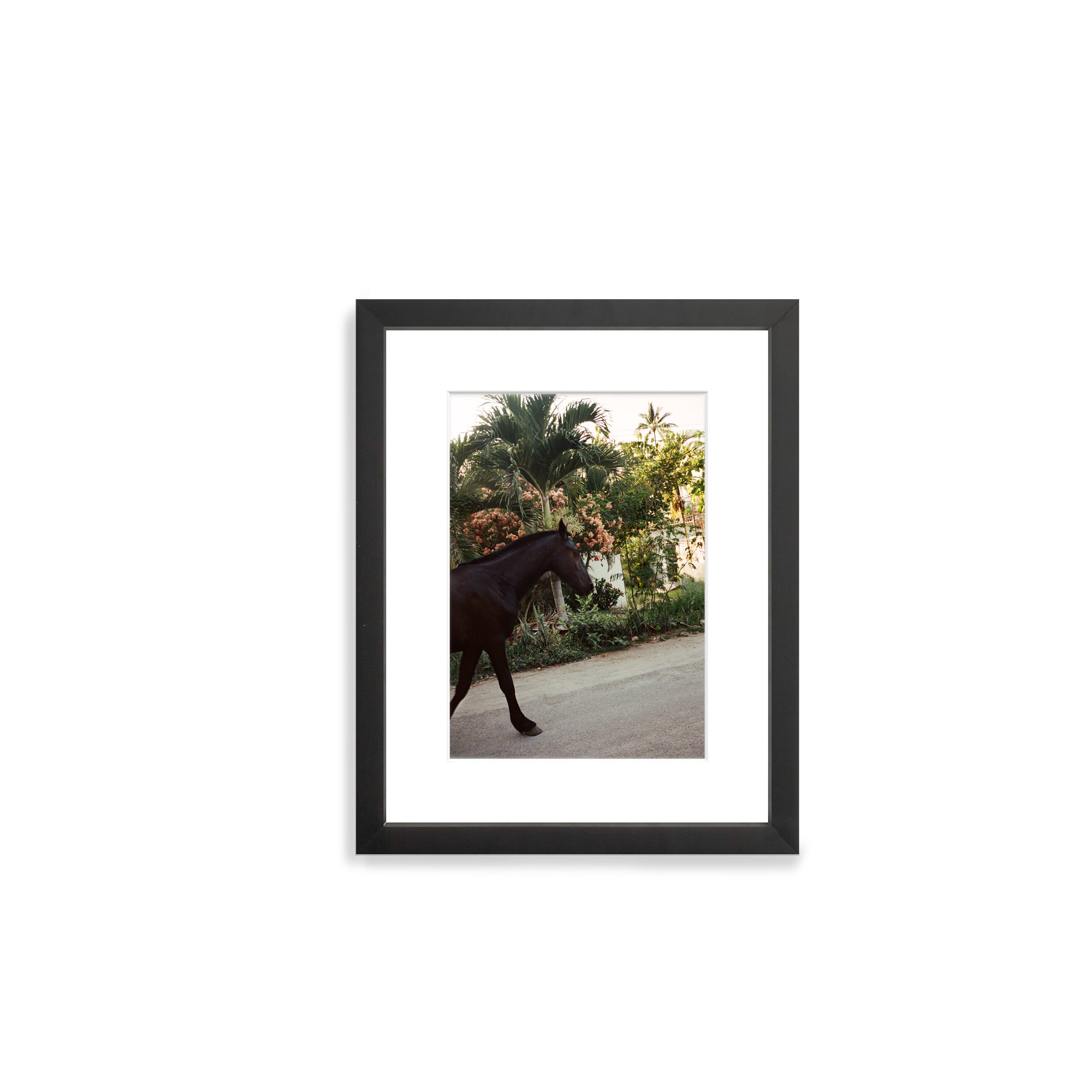 A Horse With No Name