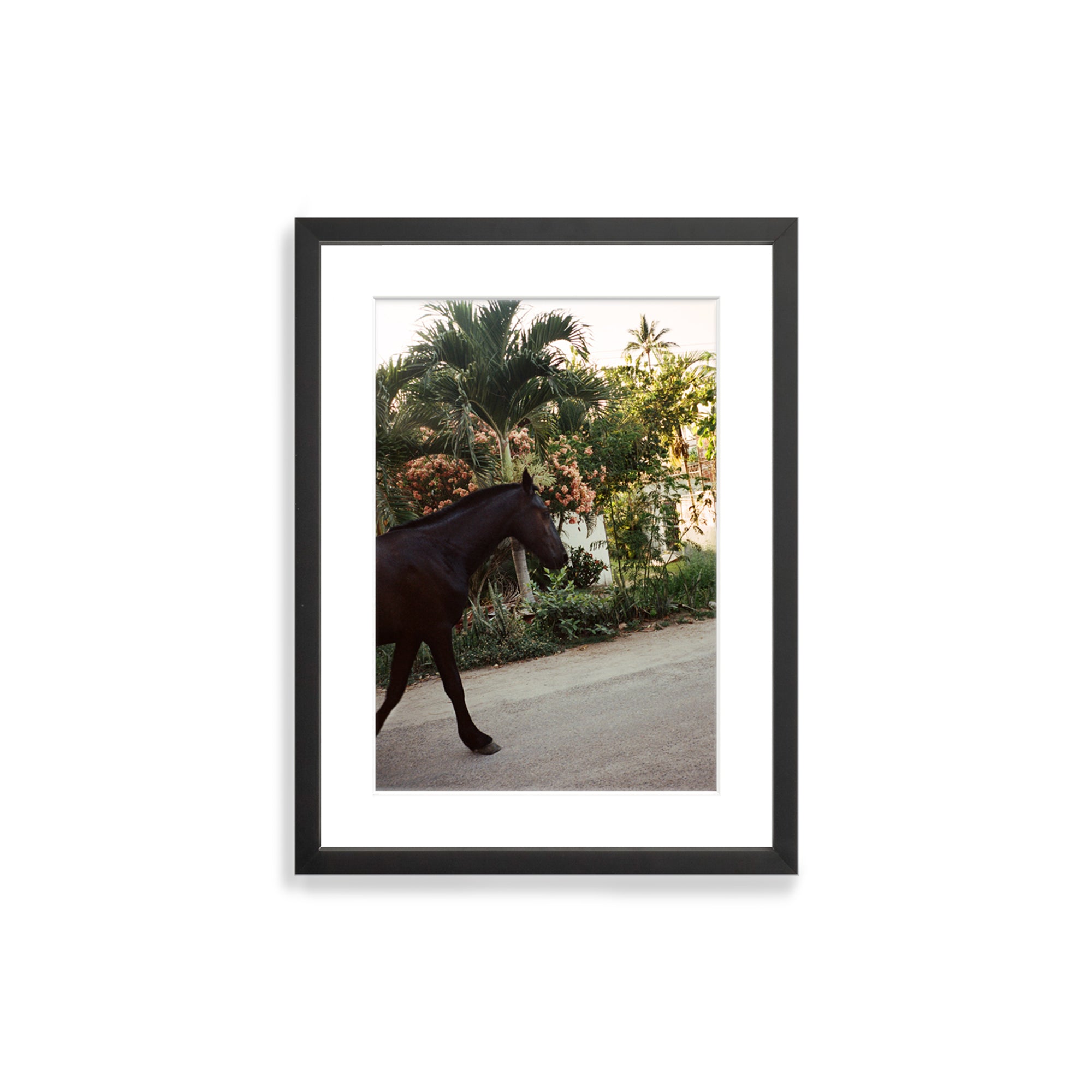 A Horse With No Name